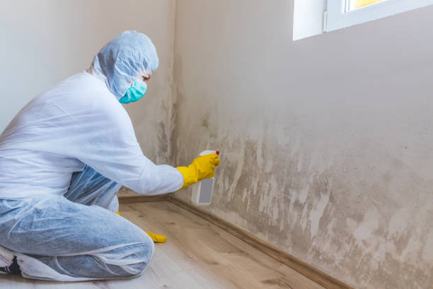 Best Mold Removal Process  in North Potomac, MD