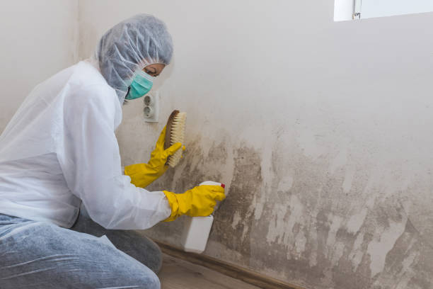 Professional Mold Removal in North Potomac, MD