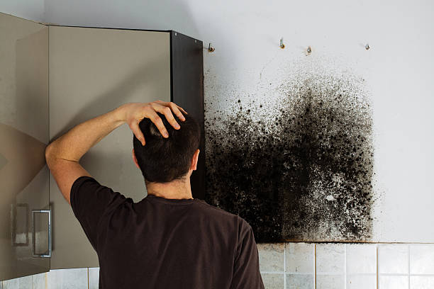 Best Mold Remediation Experts  in North Potomac, MD