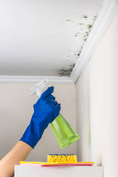 Best Home Mold Removal  in North Potomac, MD